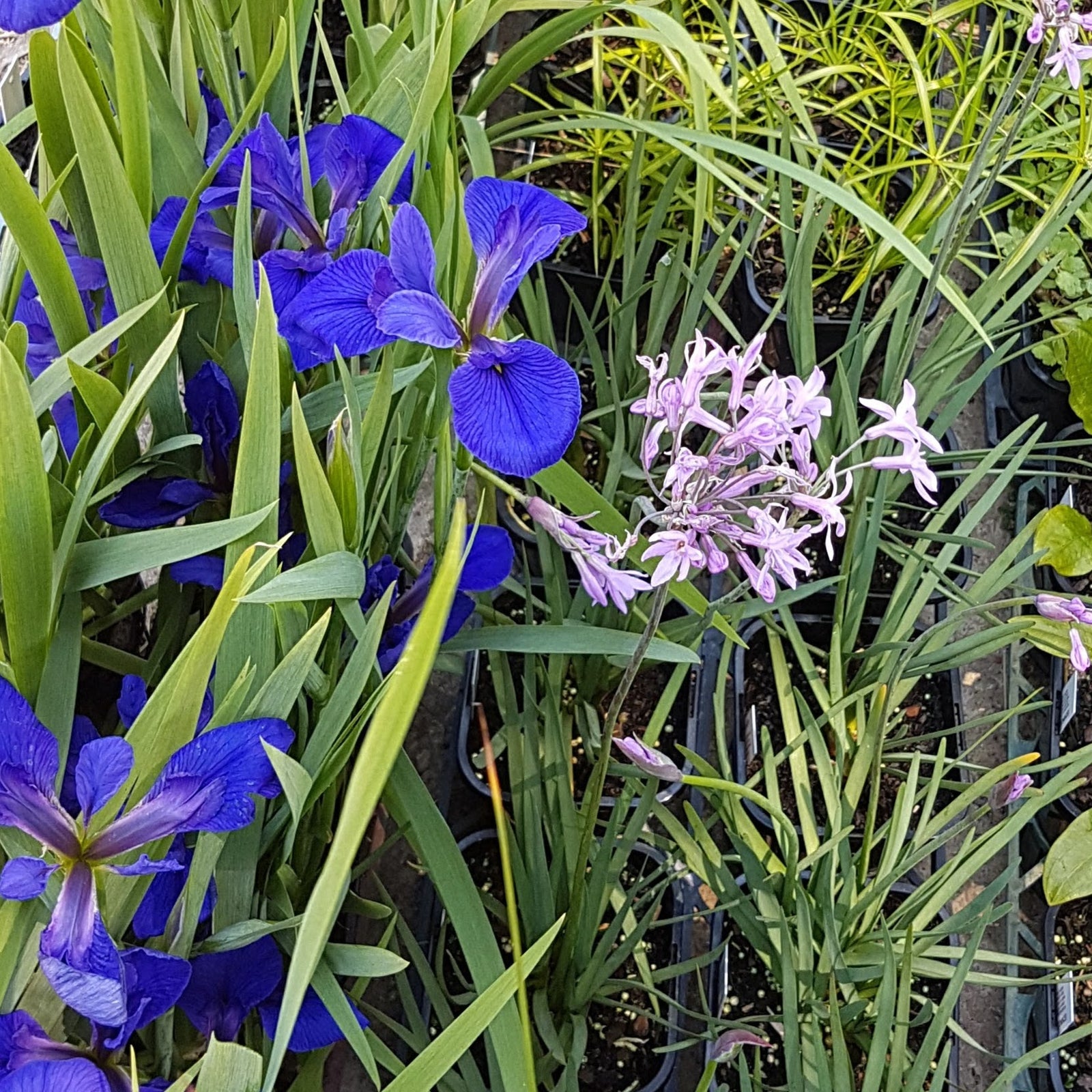 Flowering Water Plant 5 Pack