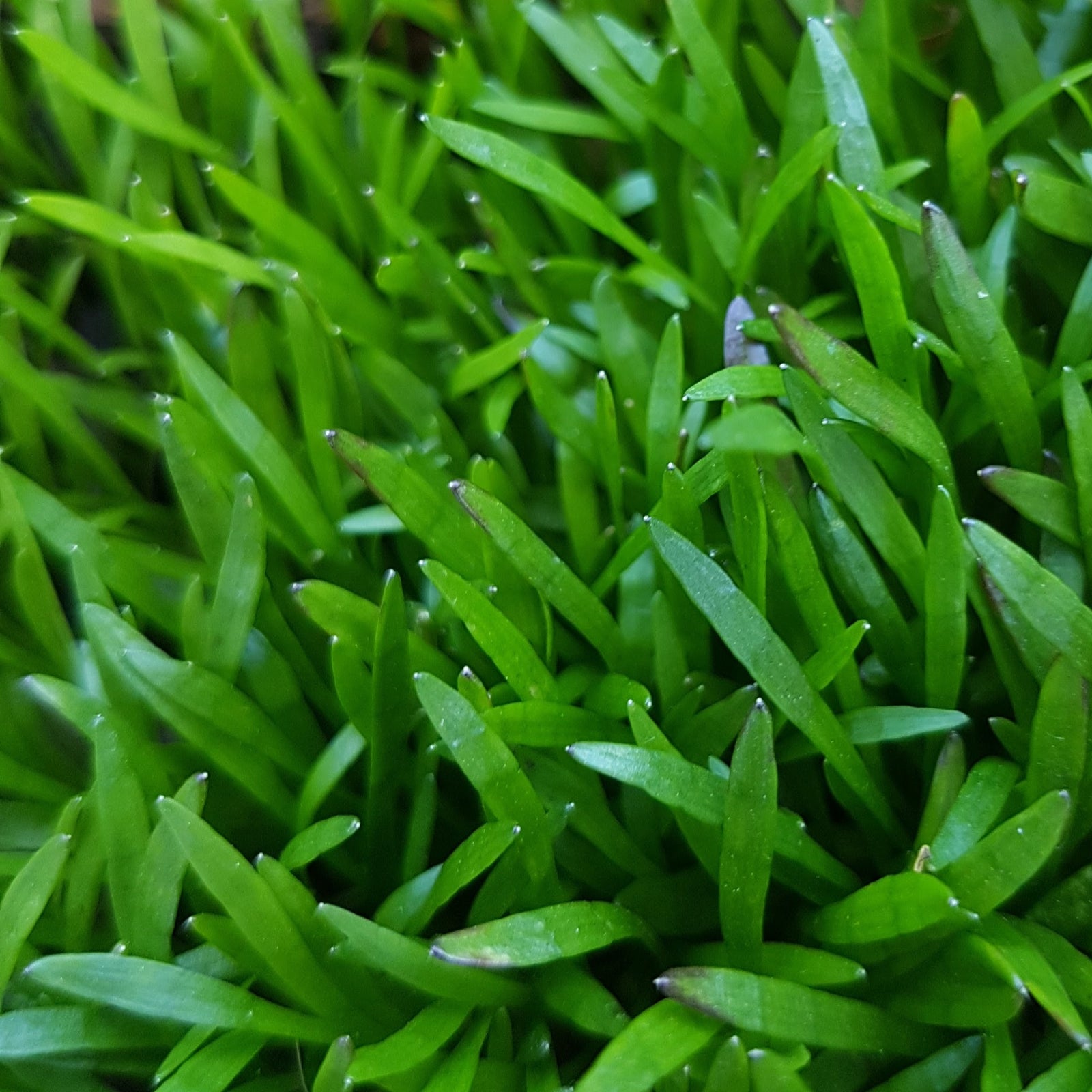Water Grass