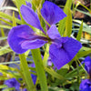 Louisiana Iris - Blue Dwarf