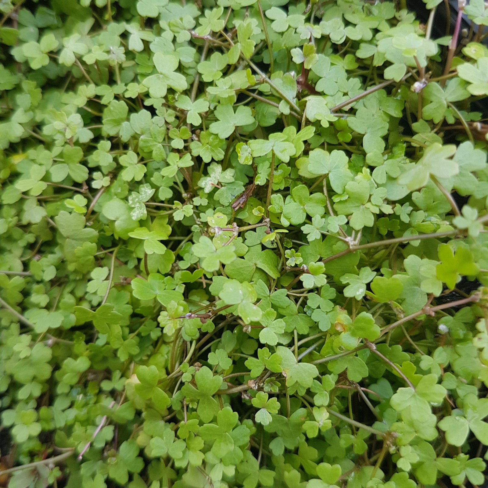 Japanese Pennywort