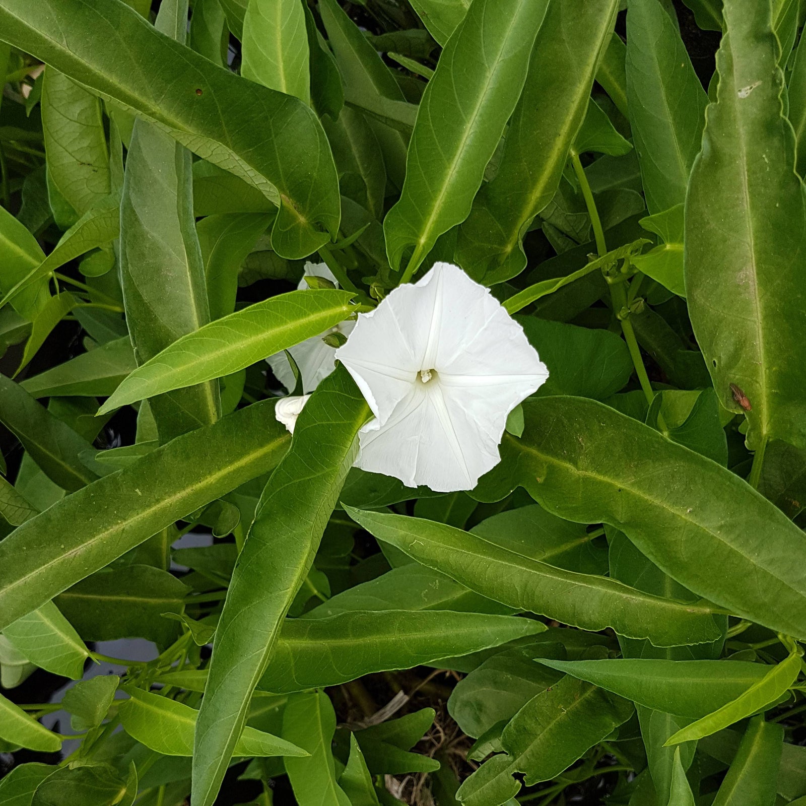 Edible Water Plant 5 Pack