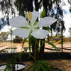 Water Hibiscus White