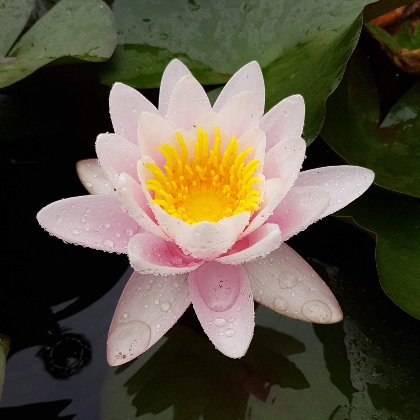 Marliacea Carnea "Morning Glory"