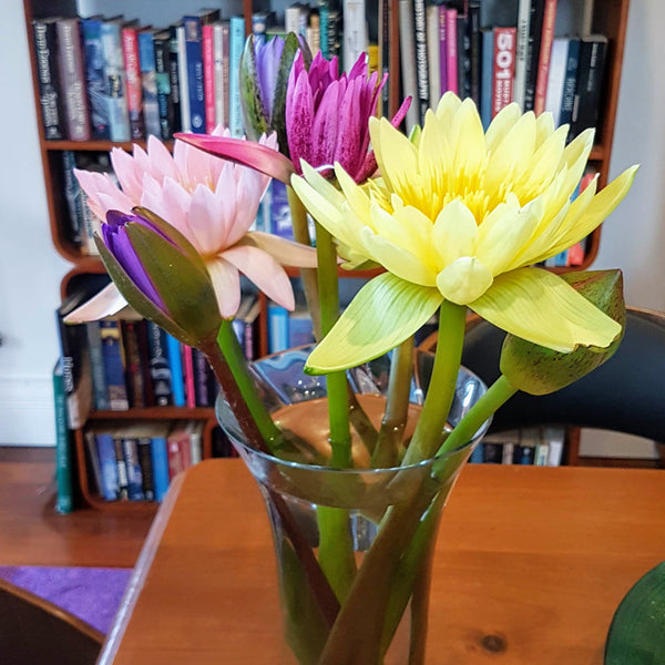 Water Lily Cut Flowers Perth The Lily Farm