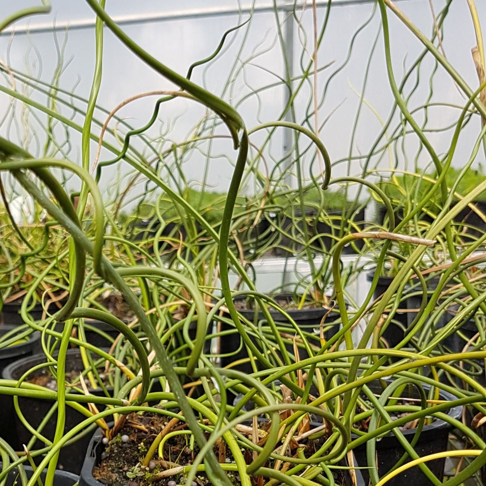 Curly Juncus Rush