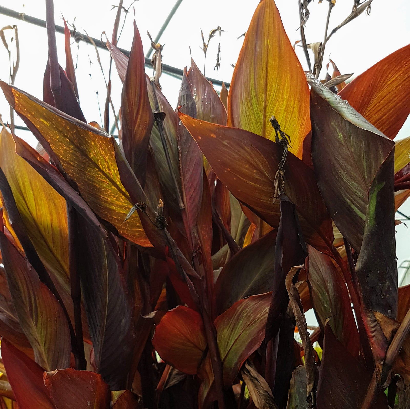 Water Canna Red