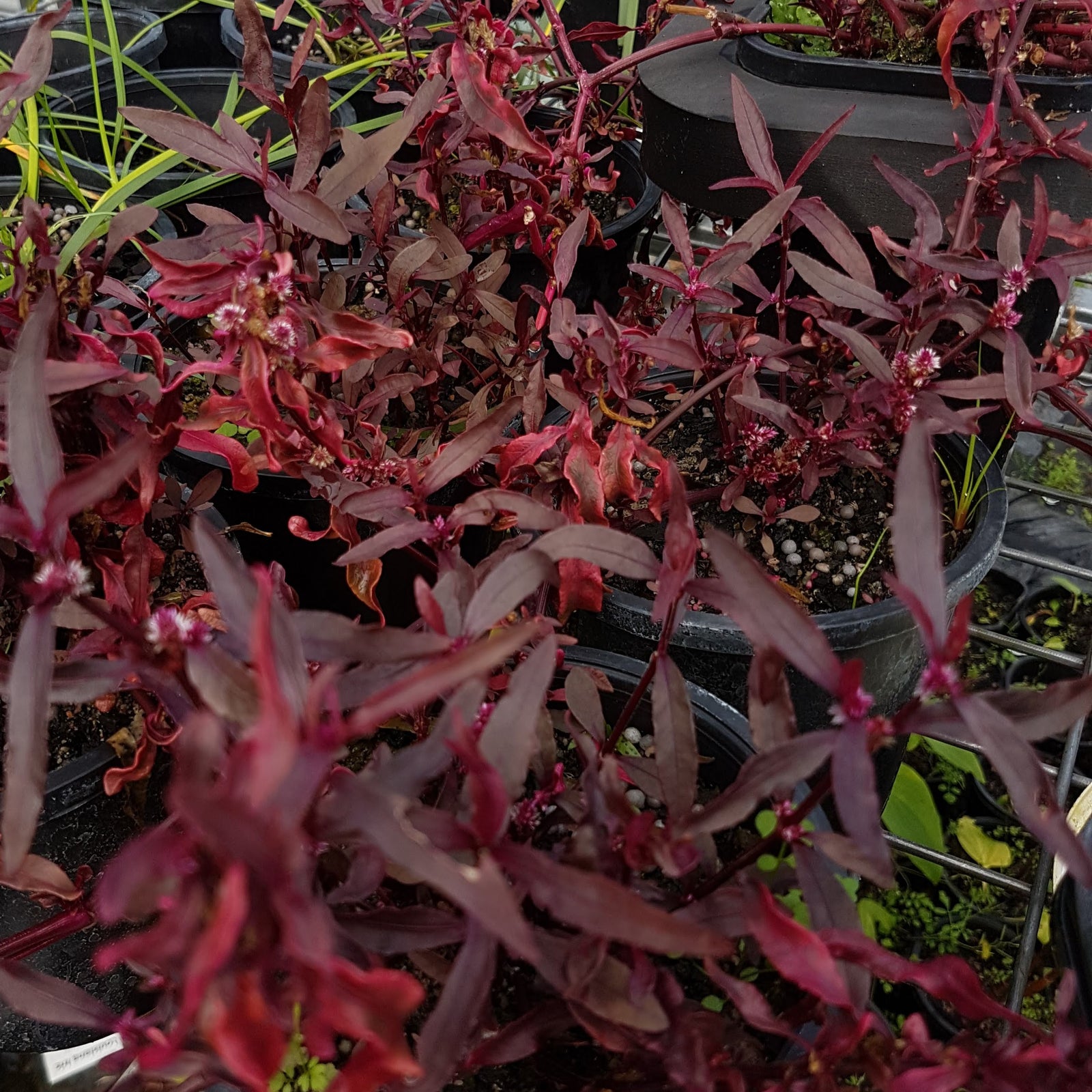 Dwarf Red Copper Leaf