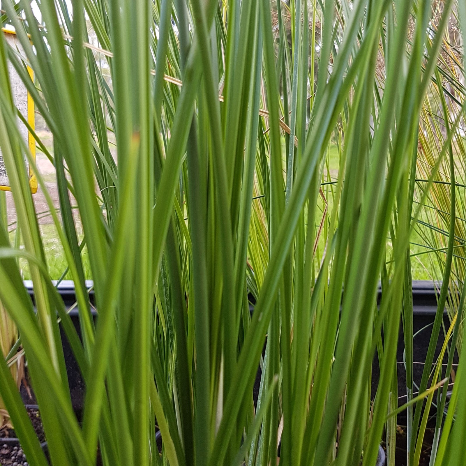 Marginal Water Plant 5 Pack