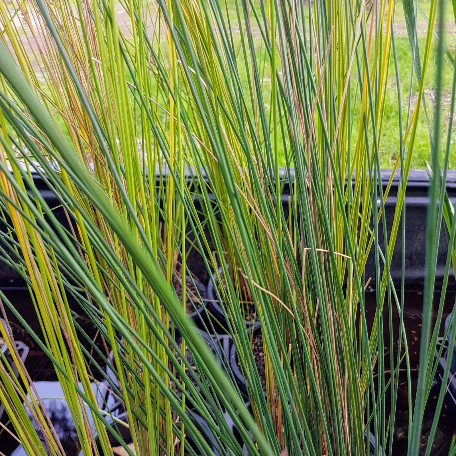 Juncus Rush