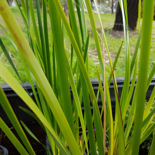 Australian Native Water Reeds Australian Native Pond Water Plants - Perth Sydney Melbourne Brisbane ...