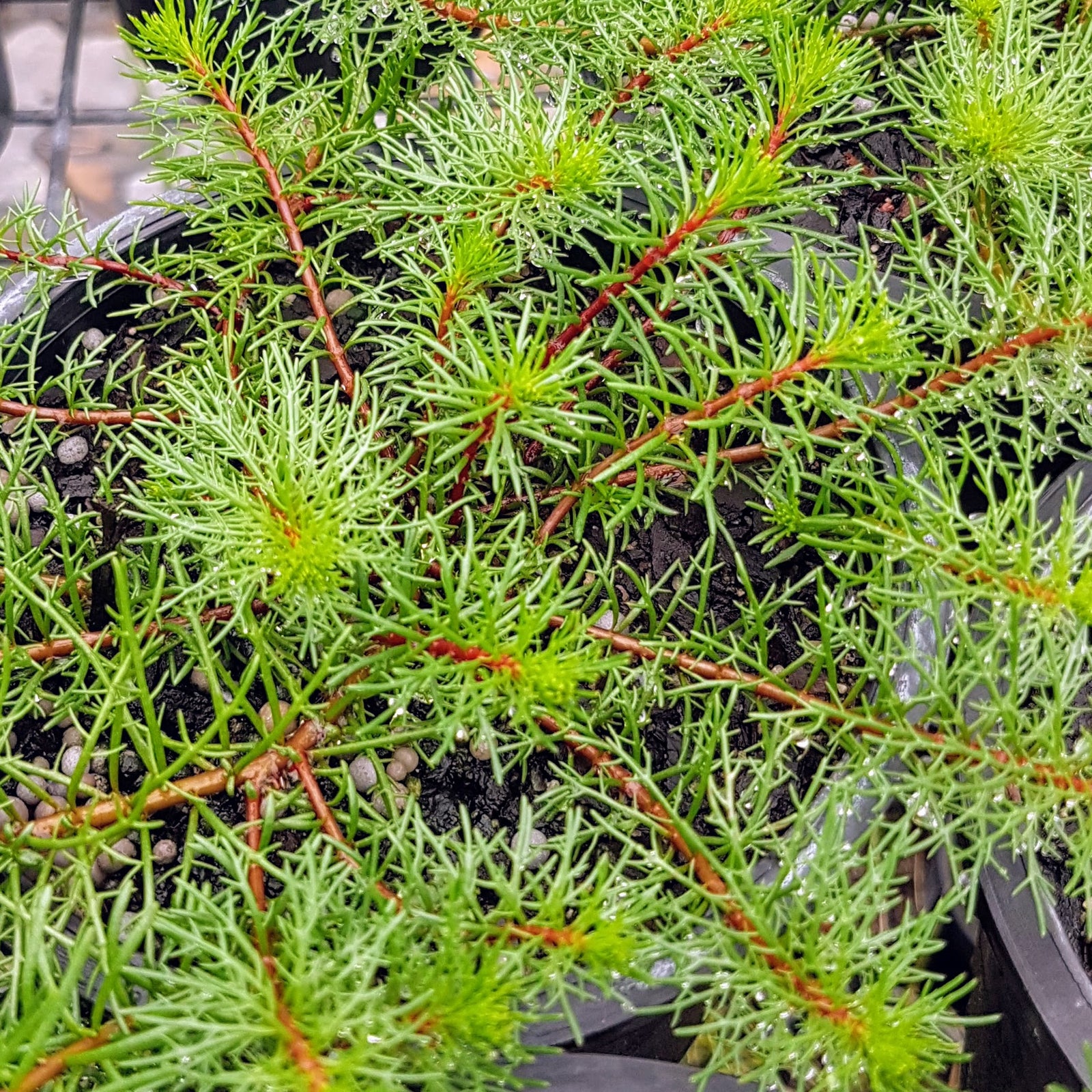 Milfoil Red Stemmed