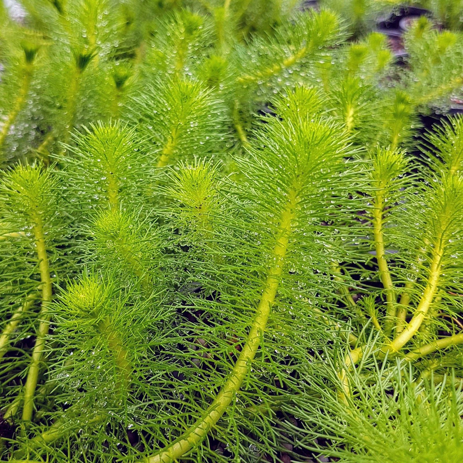 Green Stem Milfoil