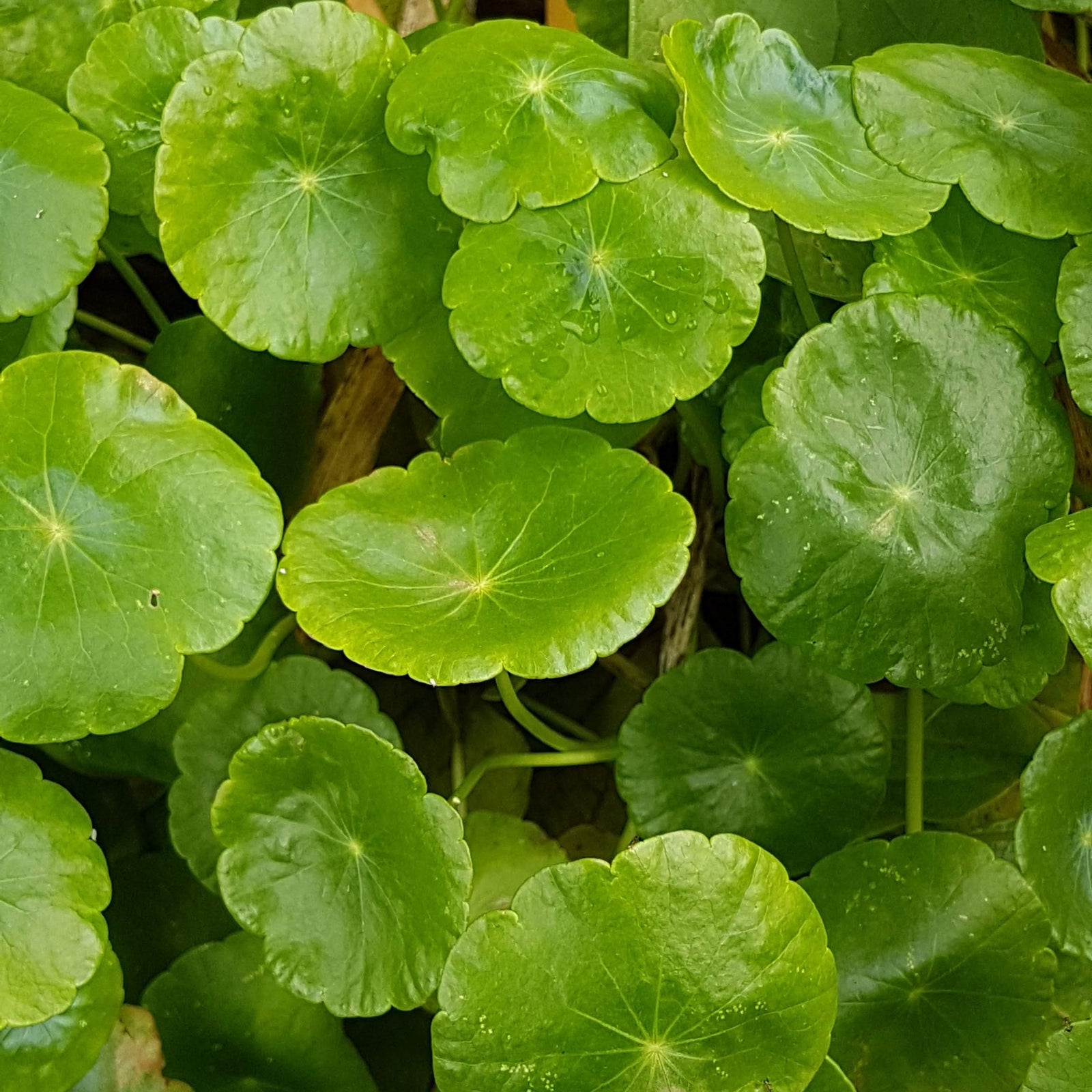 Pennywort