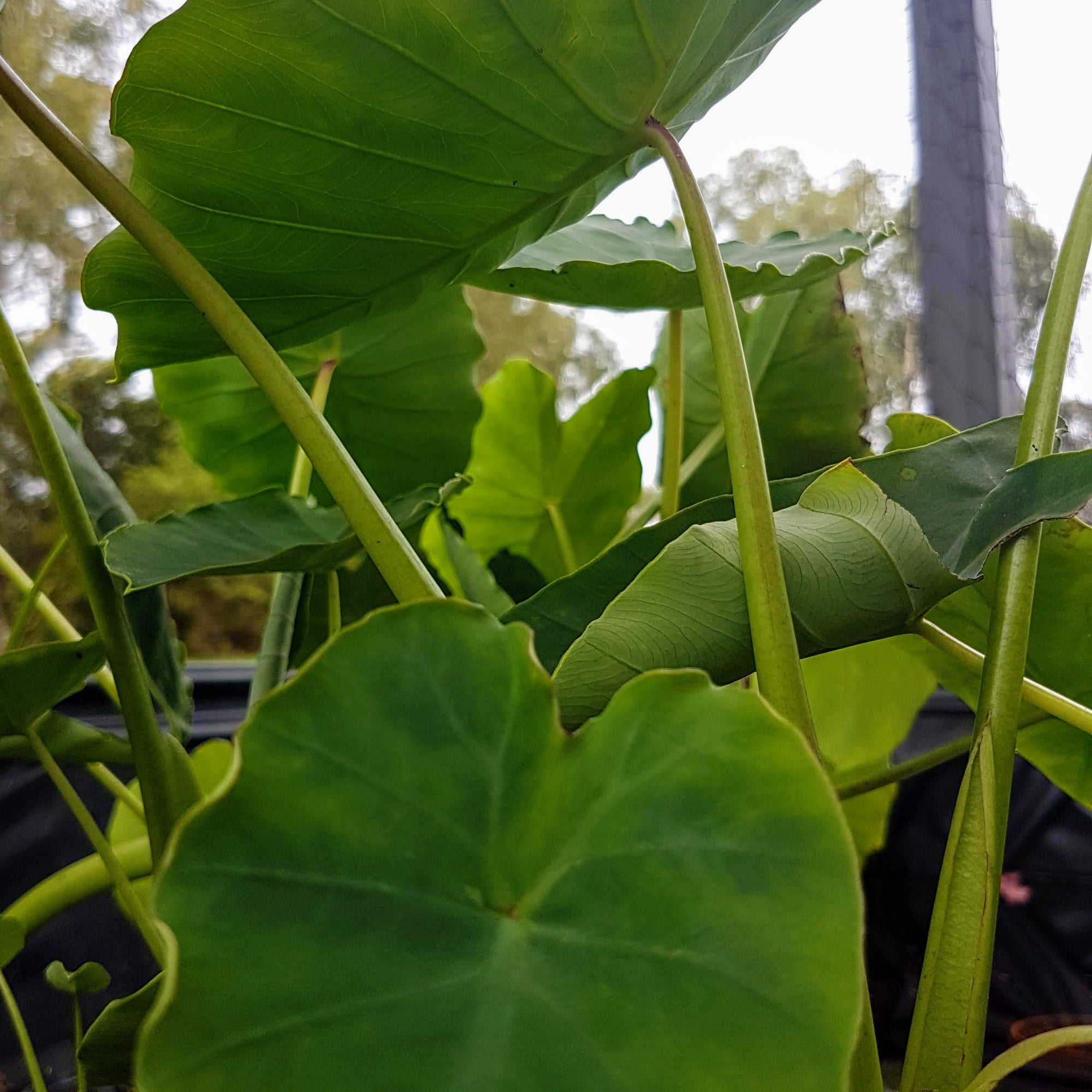 mini elephant ears plant Dwarf Elephant Ear - Pond Plant
