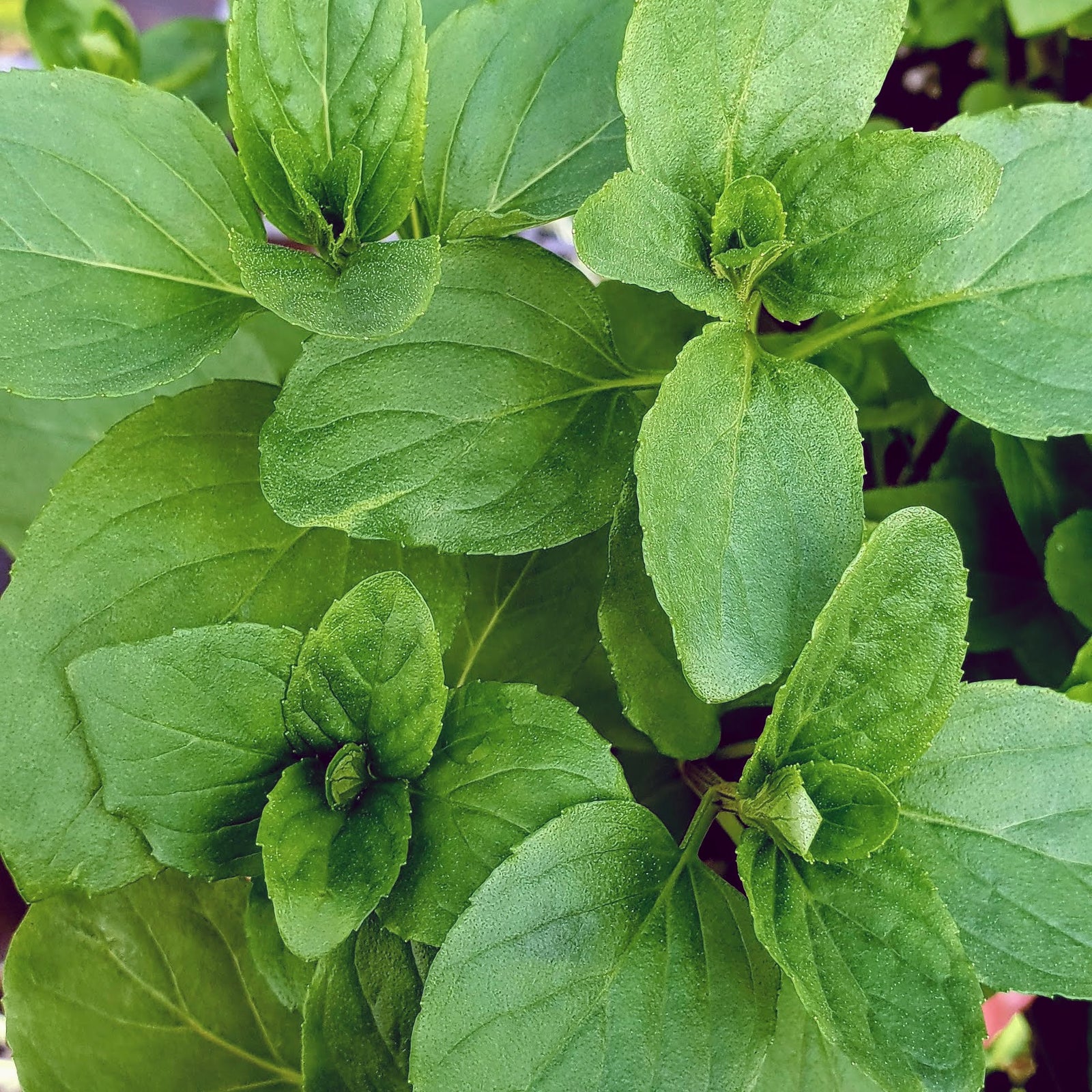 Basil Mint