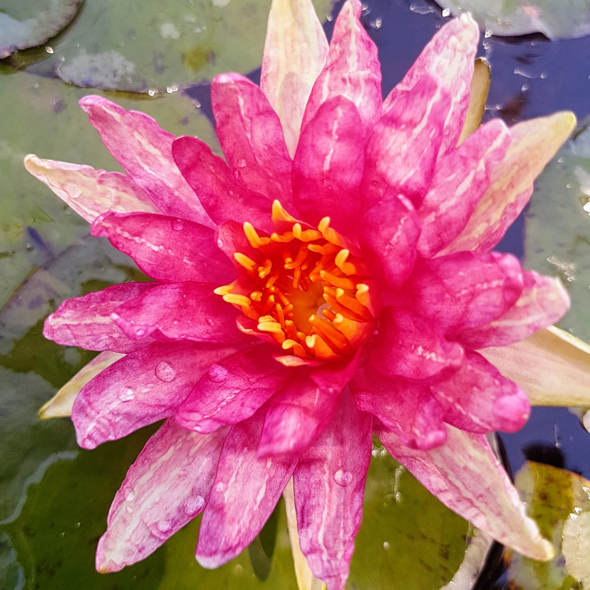 red spider water lily Red Spider - Hardy Water Lily