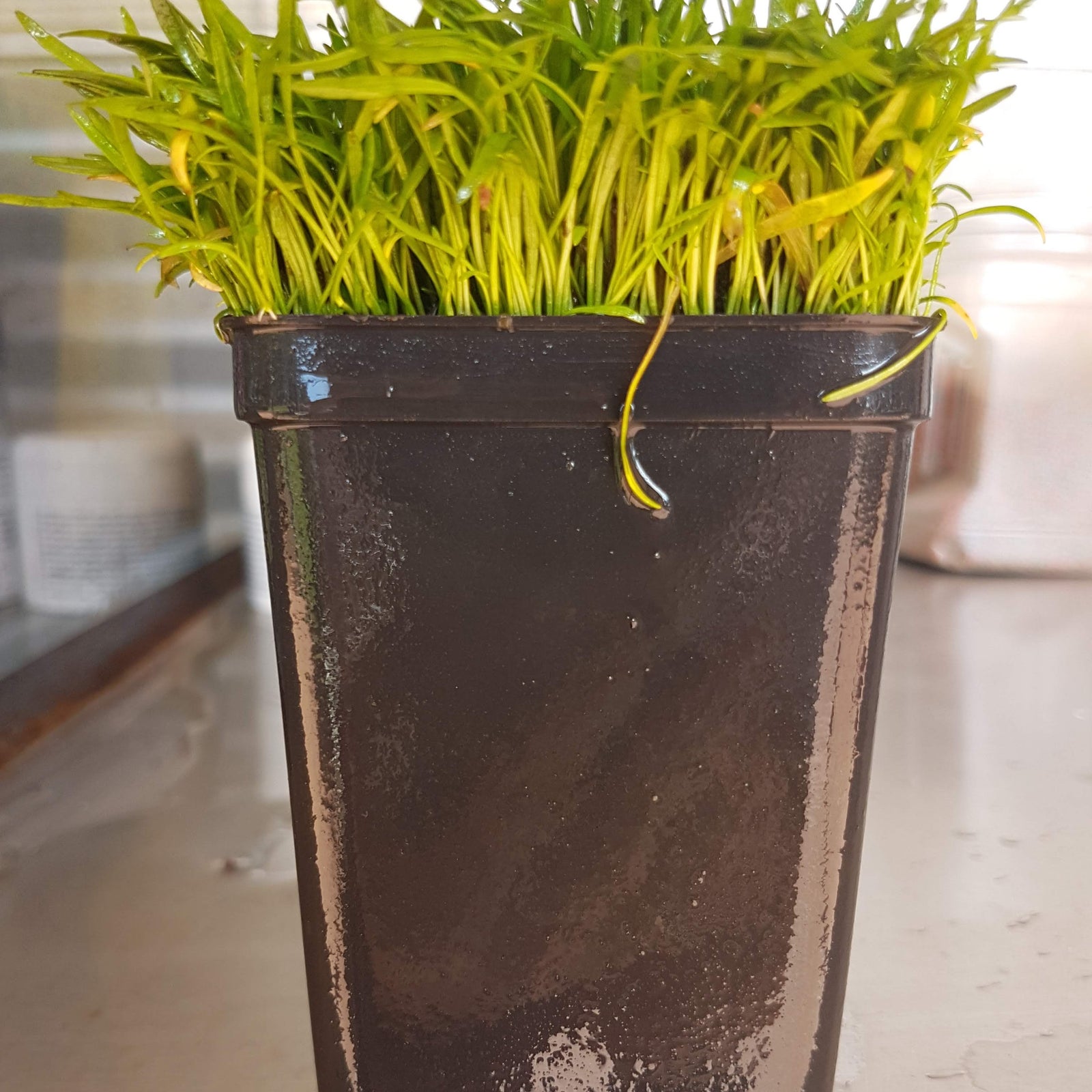 Mini Aquarium Plant - 7cm Pot Size