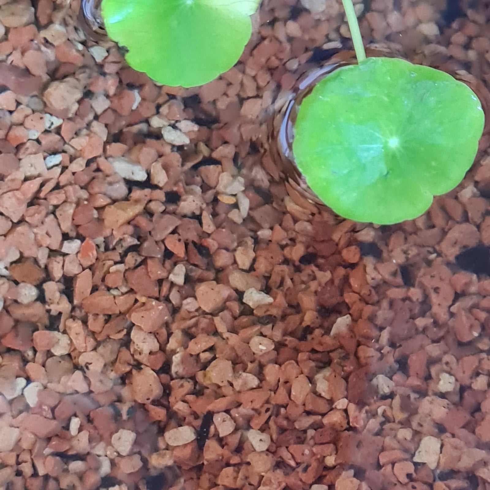 Zeolite Gravel 15kg Bag