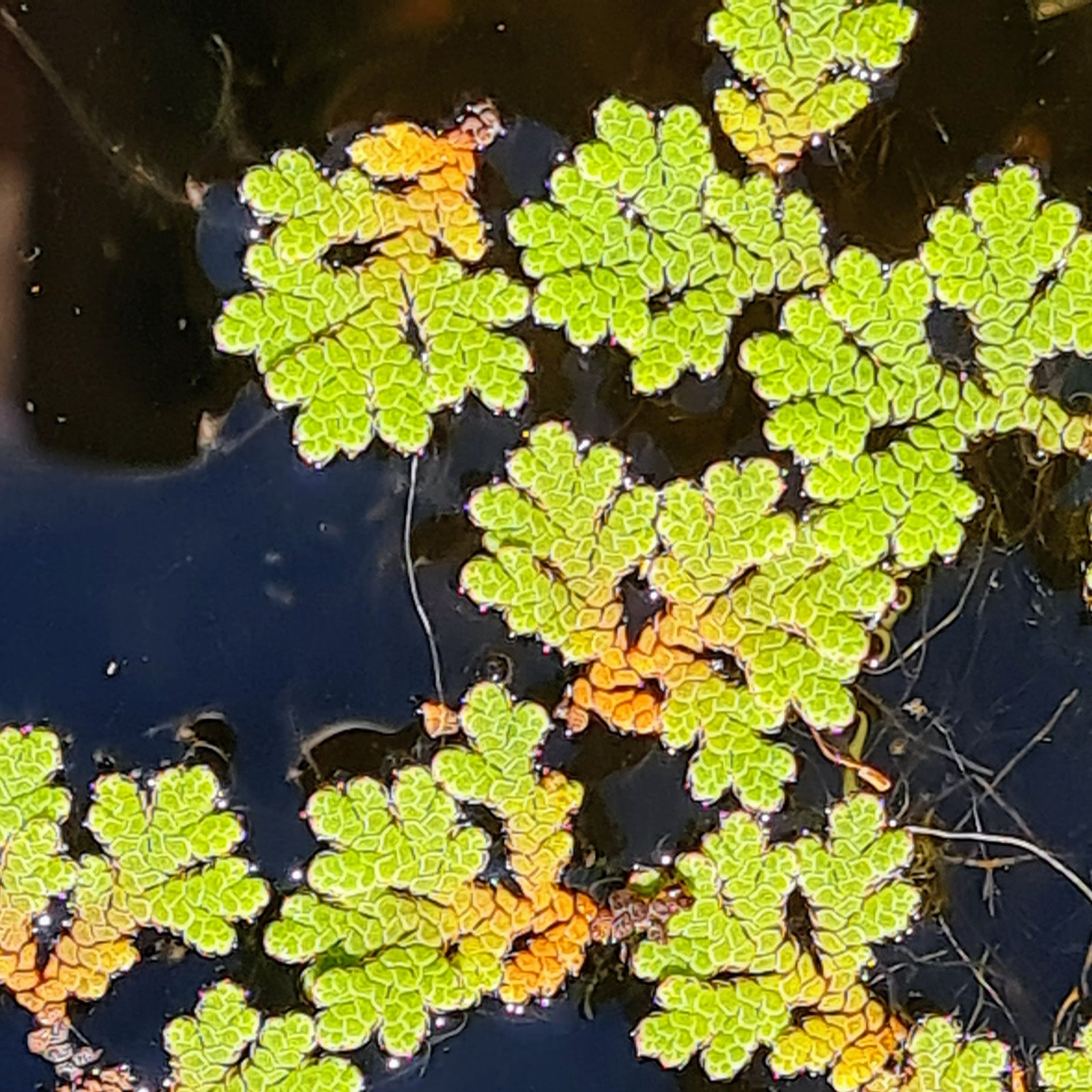 Azolla