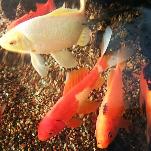 Goldfish Assorted Sizes - The Lily Farm