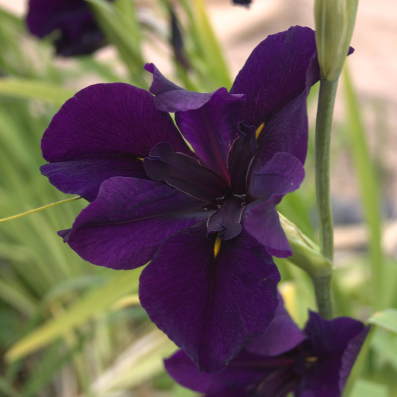 Louisiana Iris - Dark Purple