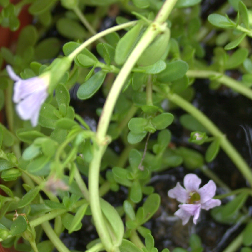 Bacopa Monnieri Blue (Brahmi)