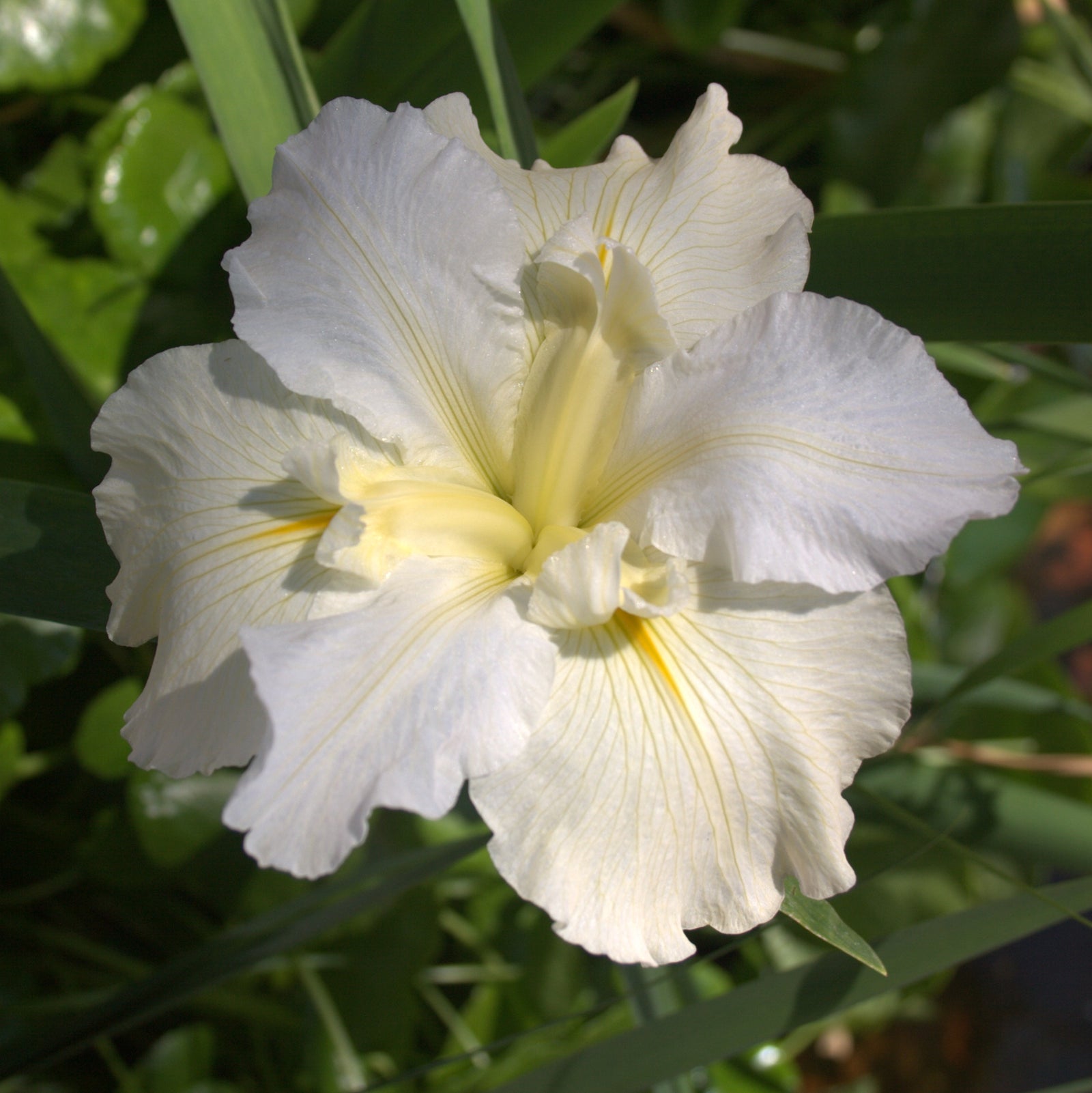 Louisiana Iris - White