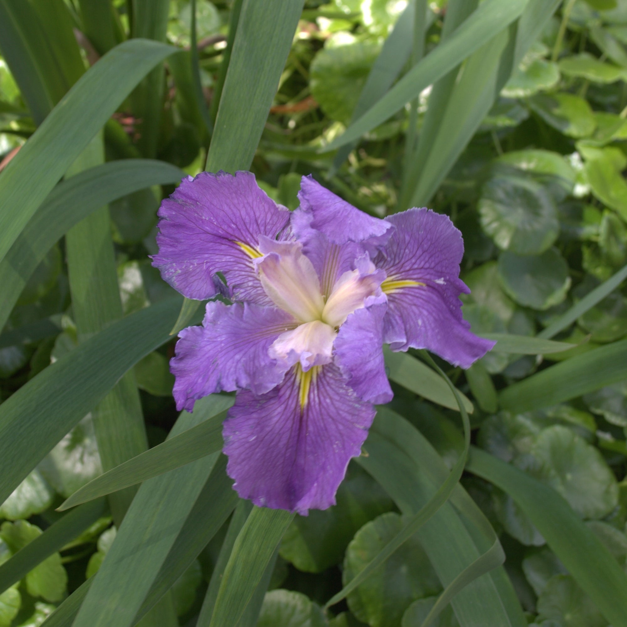 Louisiana Iris - Purple