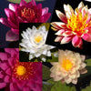 Premium Hardy Water Lily - 5 Pack