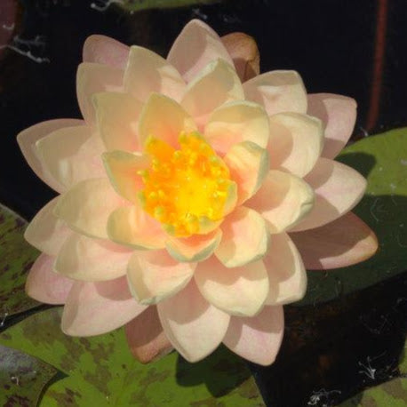 florida lily flower Florida Sunset - Hardy Water Lily