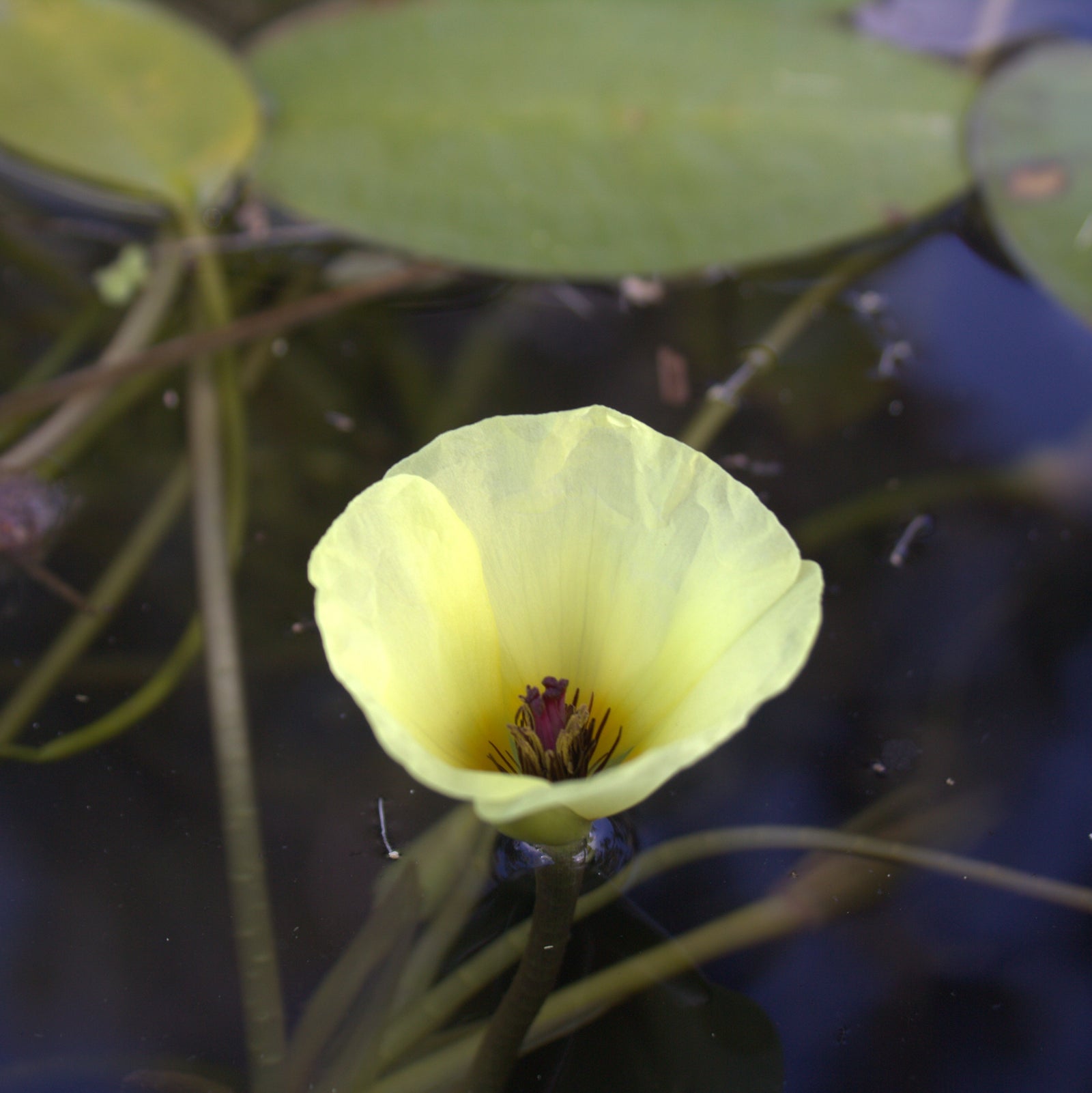 Water Poppy