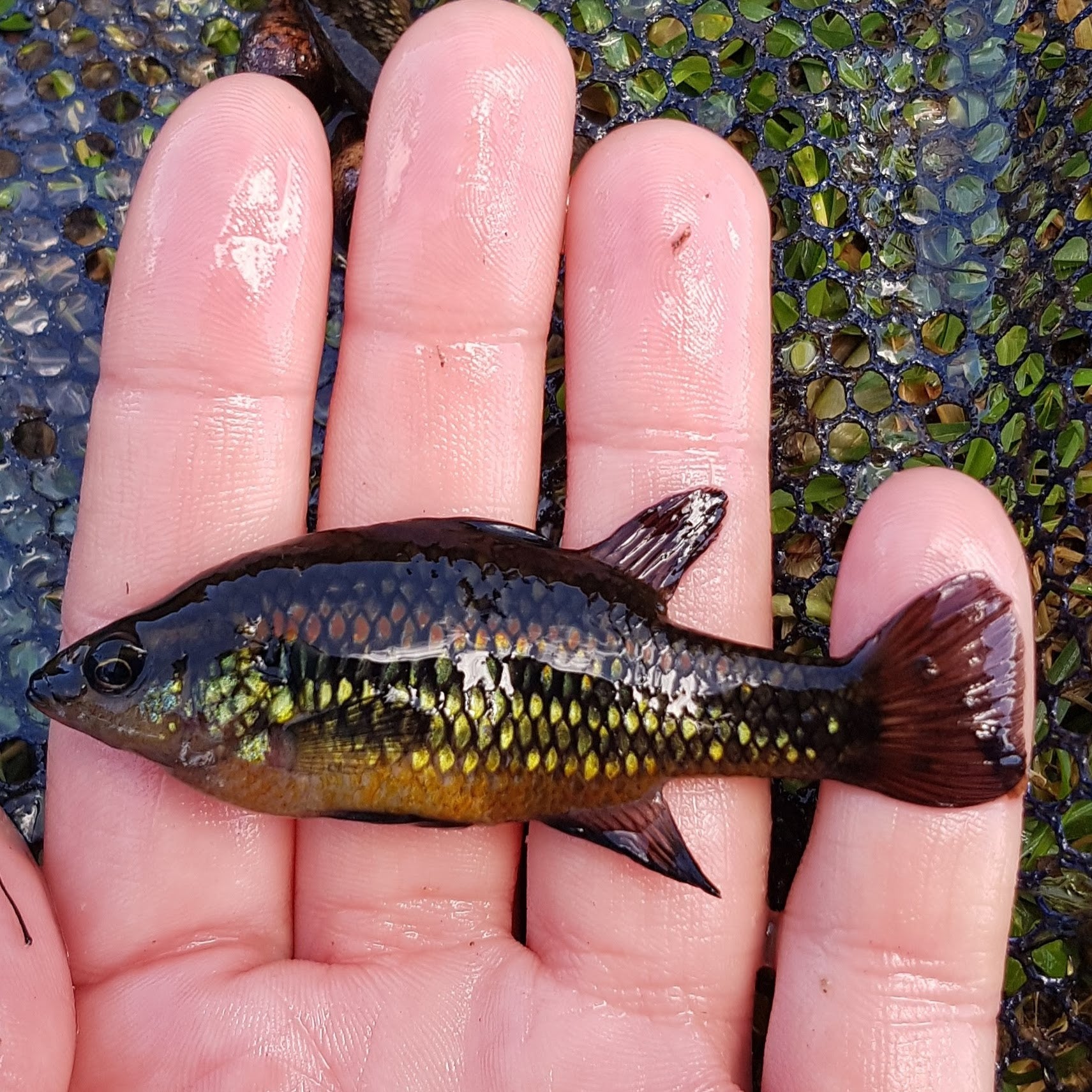 WA Native Pygmy Perch The Lily Farm