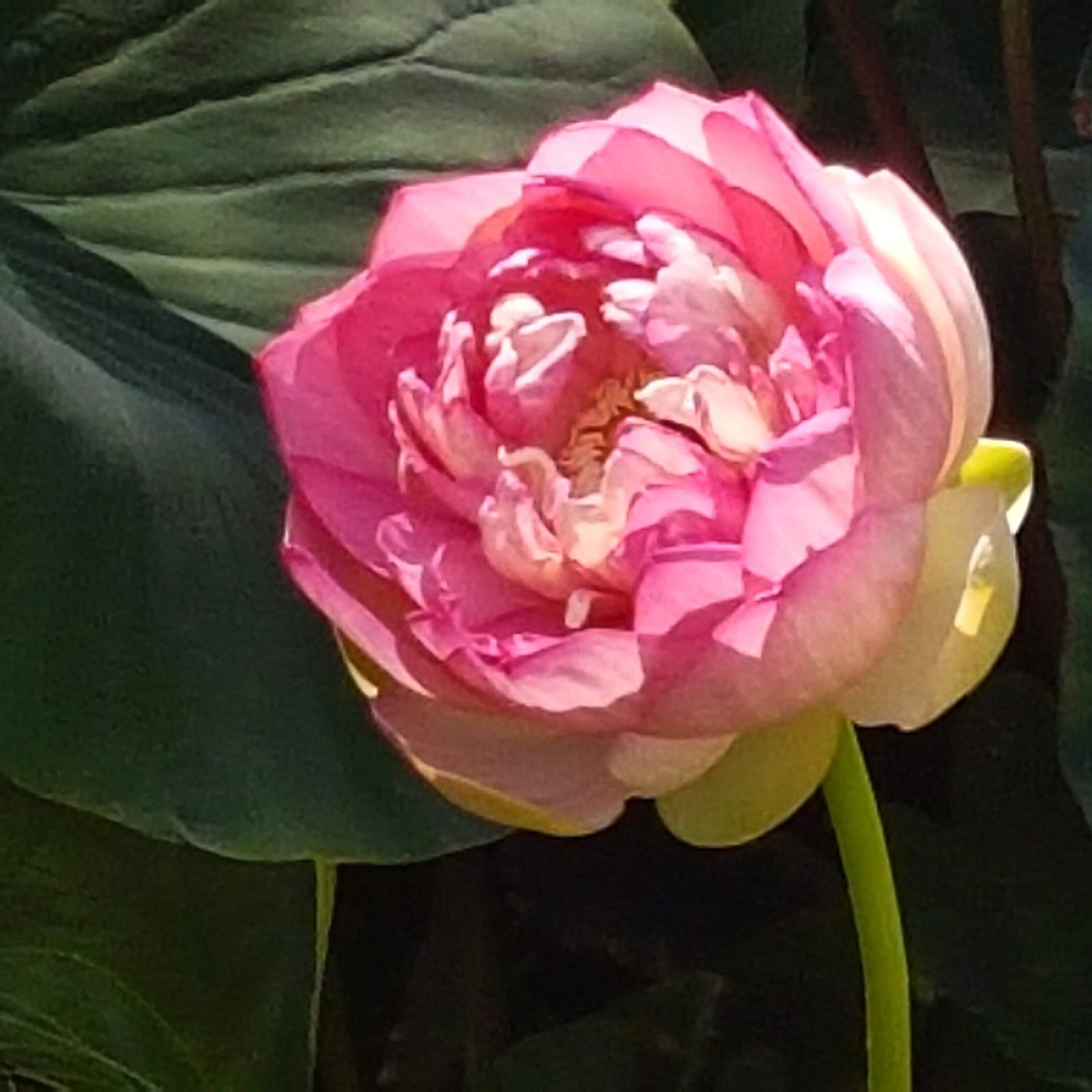 Sacred Lotus Mrs Perry Slocum