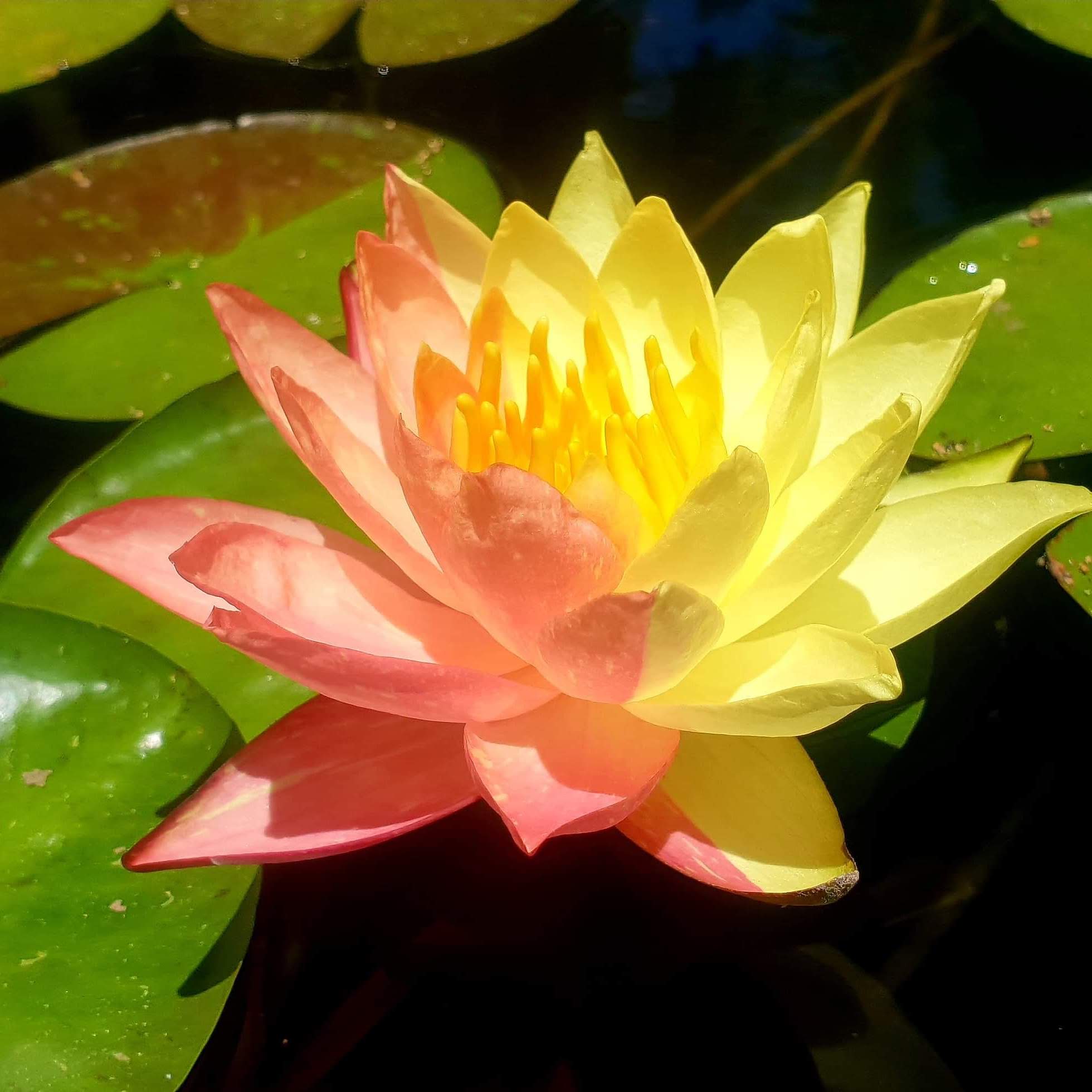 hard lily flower Comanche - Hardy Water Lily