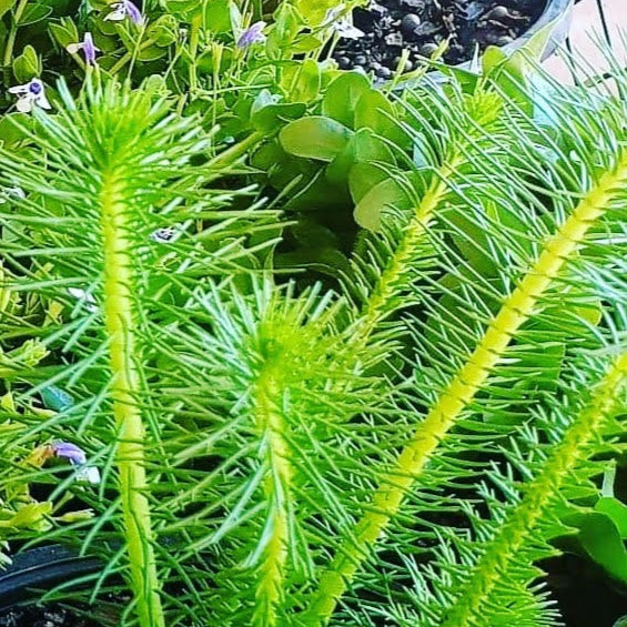 Full Aquatic Water Plant 5 Pack