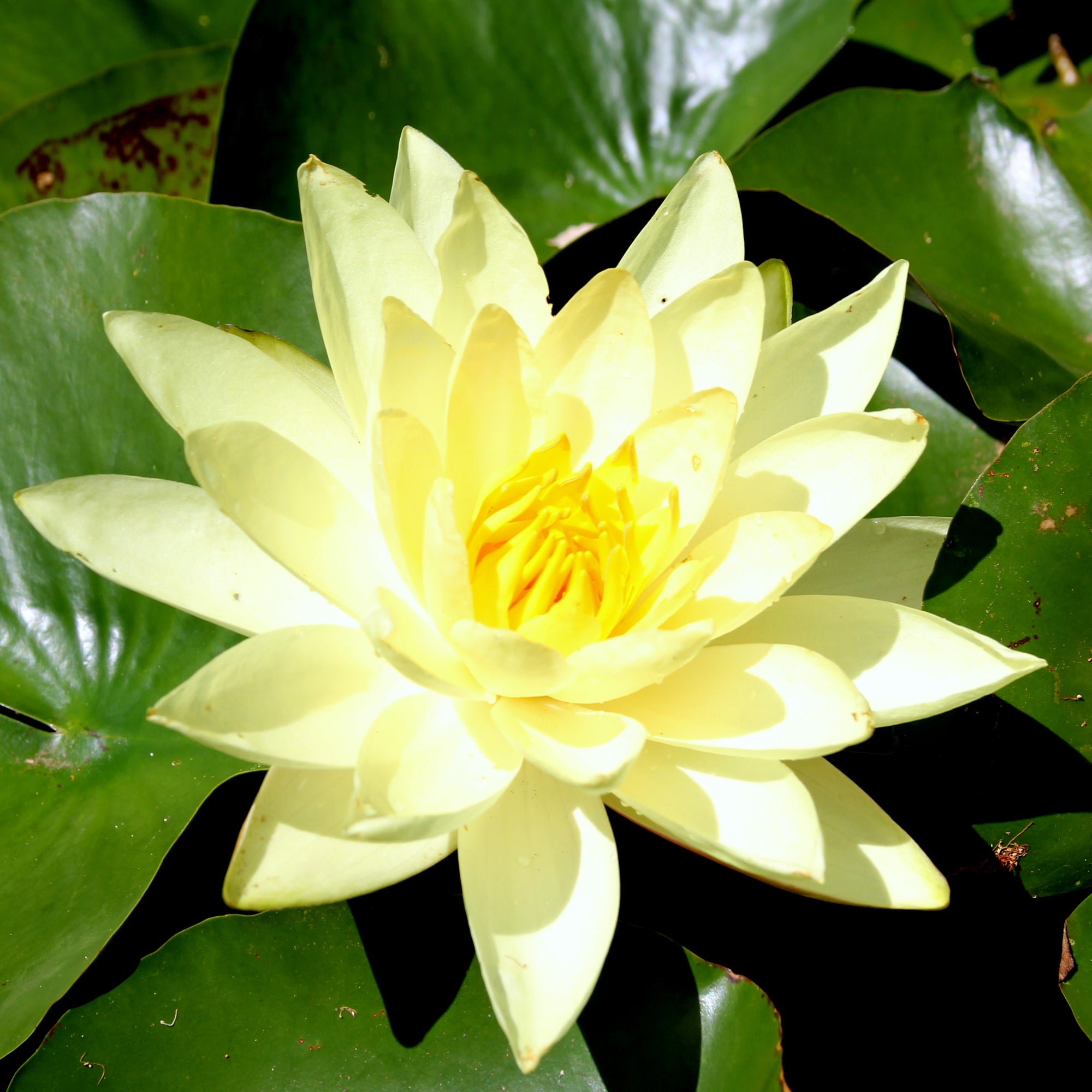 Repot Water Lily