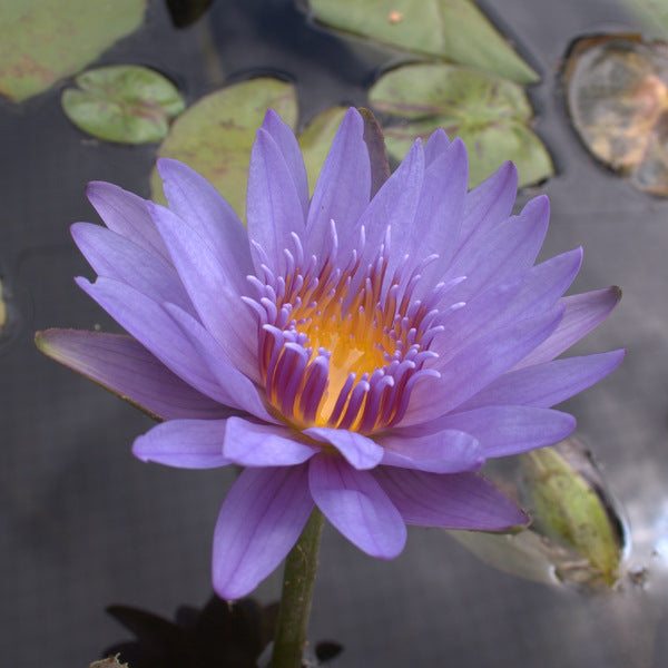 Blue Beauty Pennsylvania