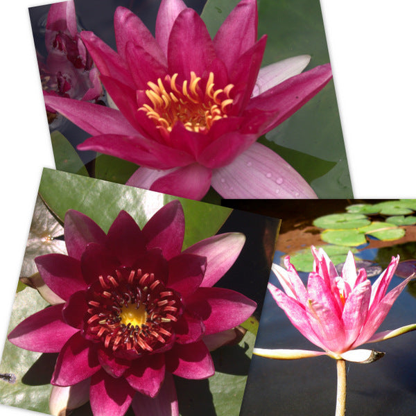 Red Hardy Water Lily - 3 Pack