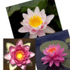 Pink Hardy Water Lily - 3 Pack