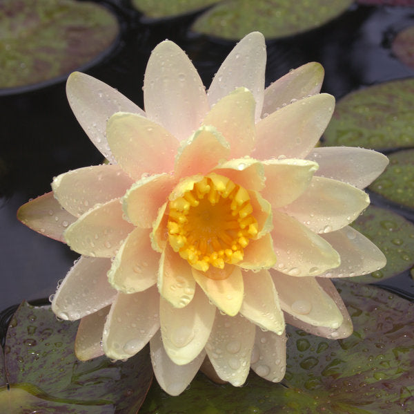 florida lily flower Florida Sunset - Hardy Water Lily