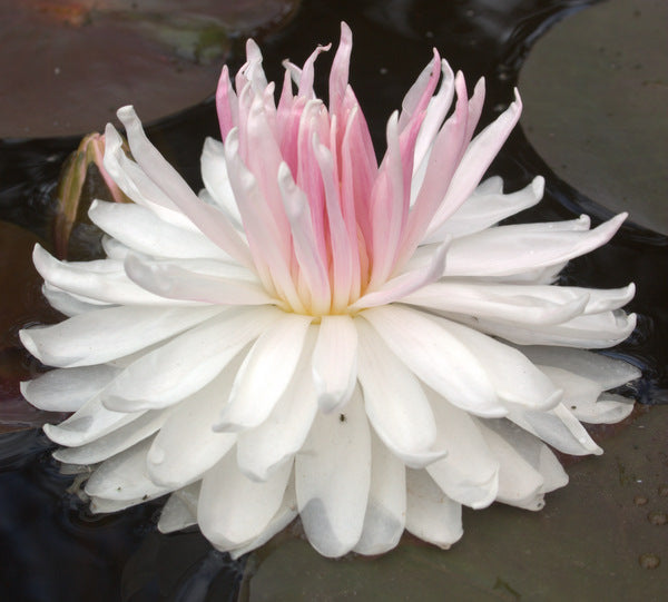 Gloire du Temple-sur-Lot