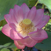 Sacred Lotus Pink