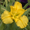 Louisiana Iris - Yellow