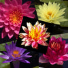 Premium Hardy & Tropical Water Lily - 5 Pack