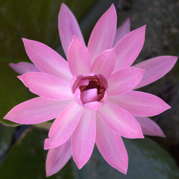 Mrs George C Hitchcock