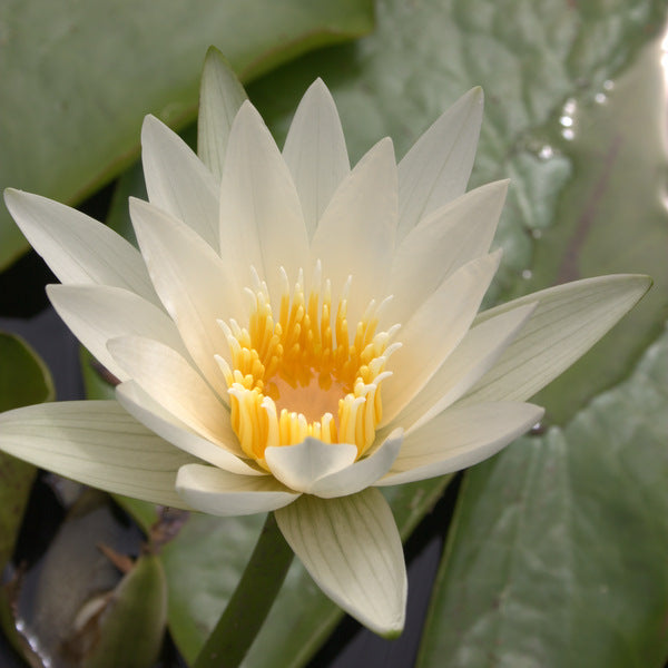george lily flower Mrs George H Pring - Tropical Water Lily
