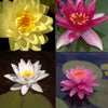 Hardy Water Lily - 5 Pack