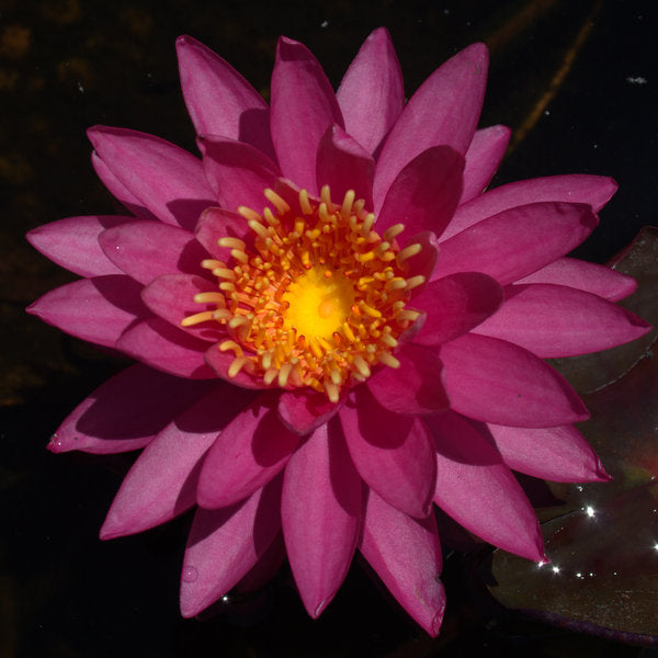 Perry's Viviparous Pink