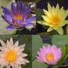Tropical Water Lily - 5 Pack
