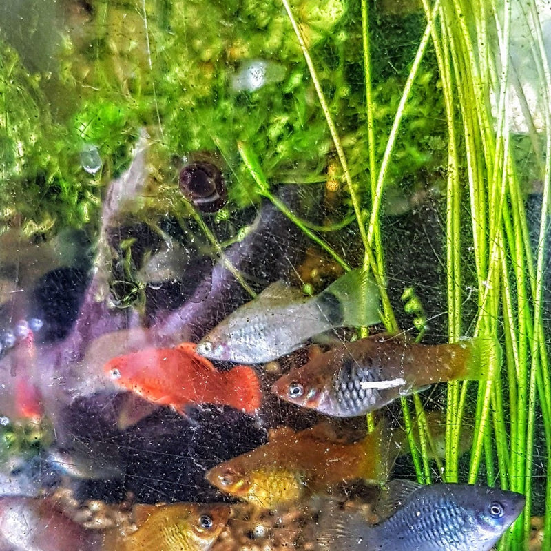Platy 5 for $15